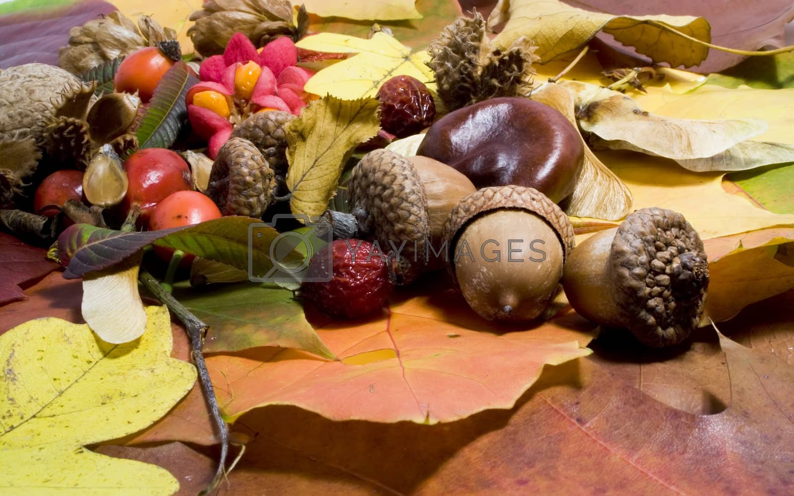 Royalty free image of Autumn still life by orson