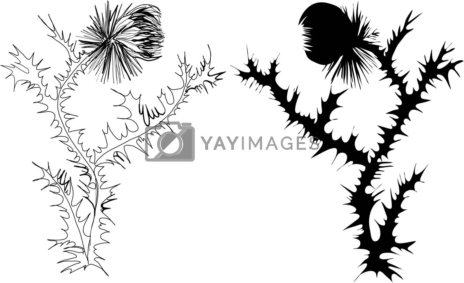 Royalty free image of drawing thistle black and white and silhouette by vergasova