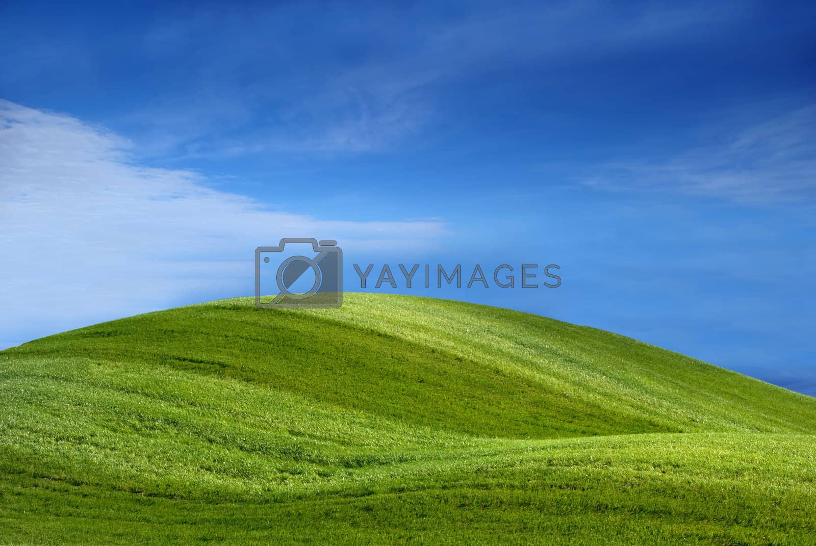 Royalty free image of Grass by BVDC