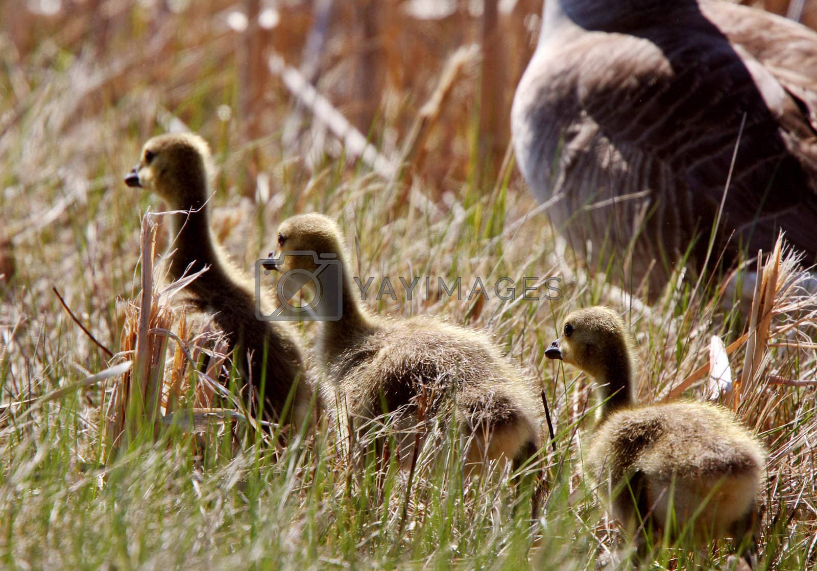 Royalty free image of Goslings following Canada Goose parent by pictureguy