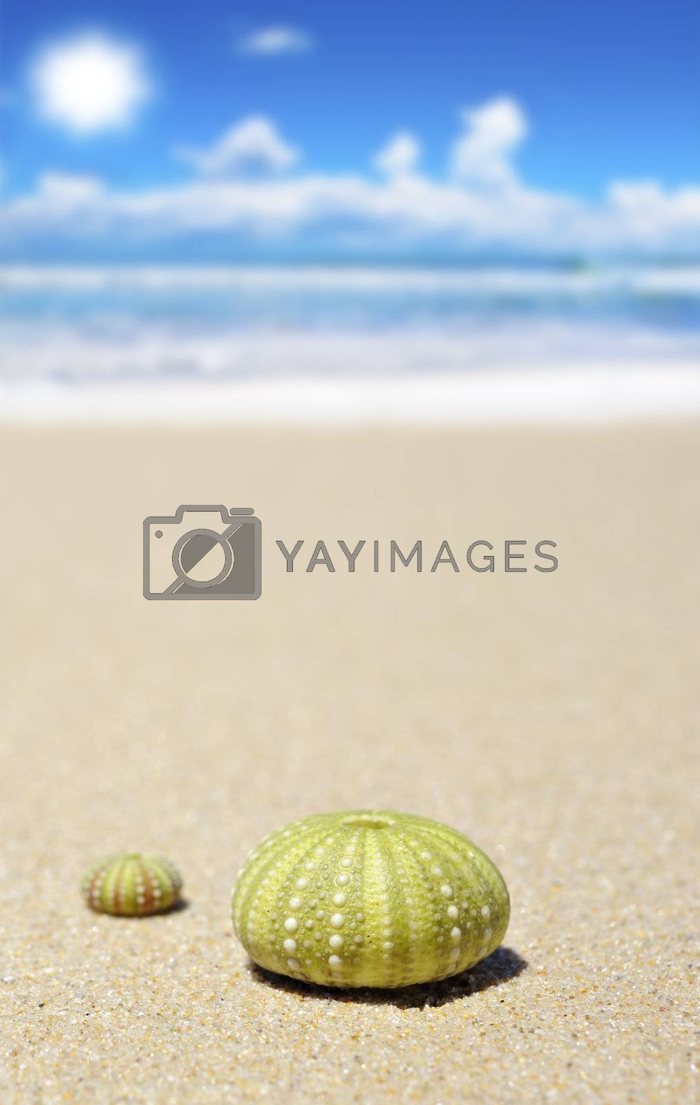 Royalty free image of Beach scene with two dead sea urchins by tish1