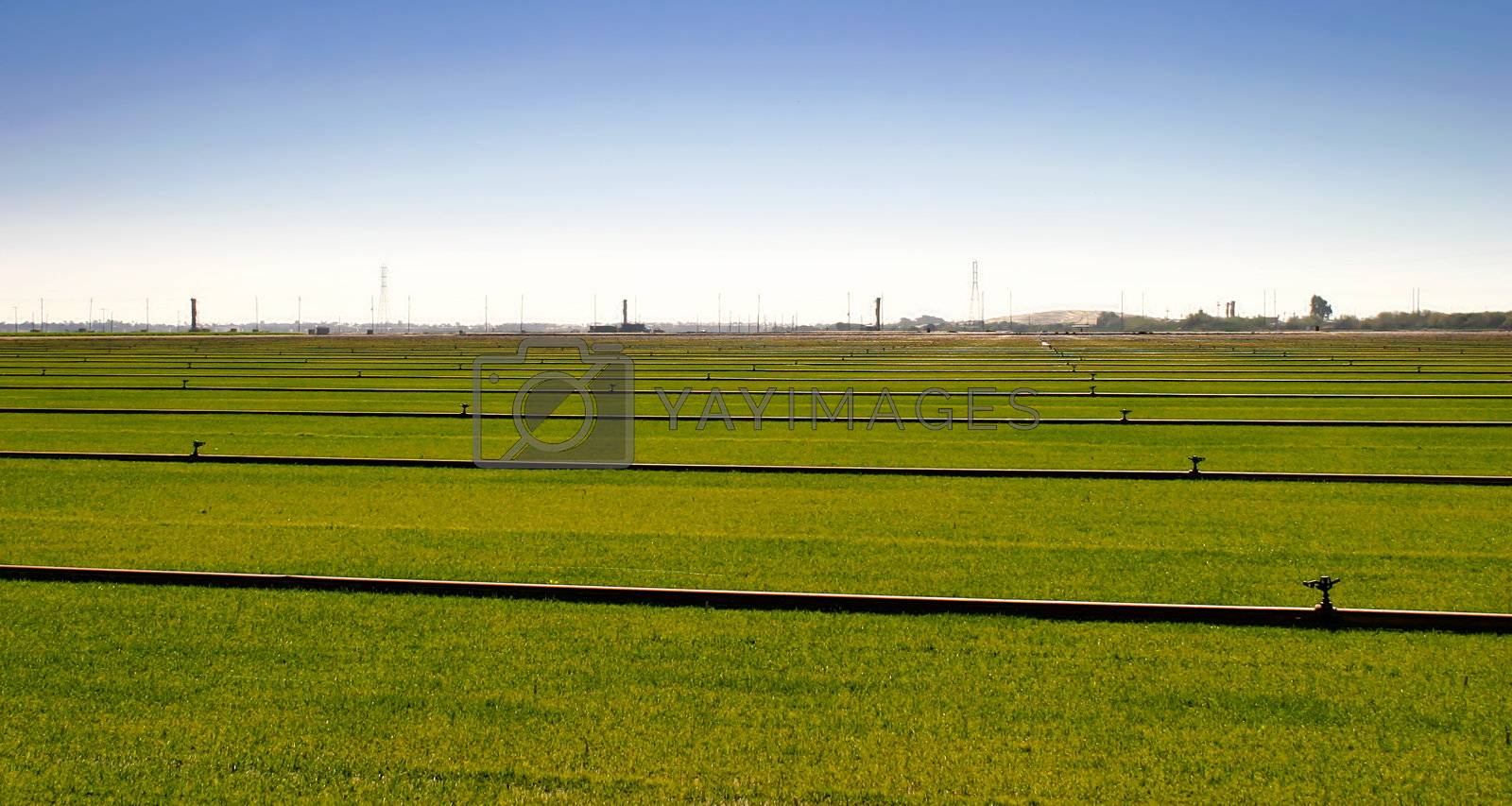 Royalty free image of Where The Grass Is Growing by hlehnerer