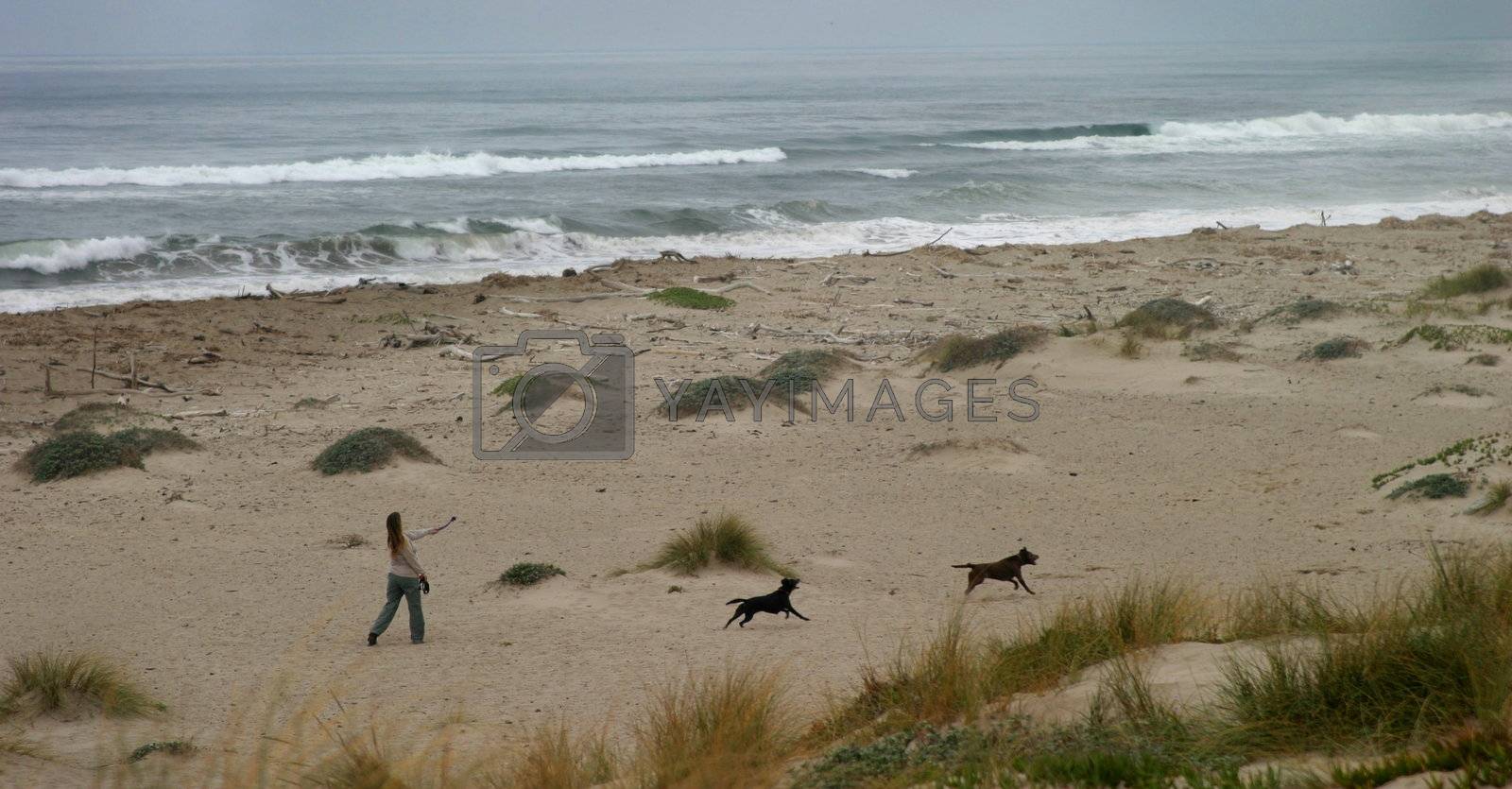 Royalty free image of Run My Dogs by hlehnerer
