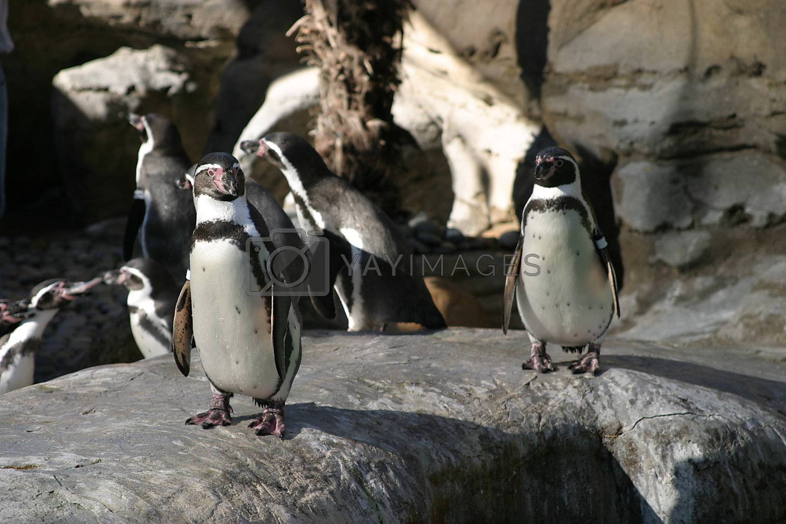 Royalty free image of Humboldt Penguin (4685) by hlehnerer
