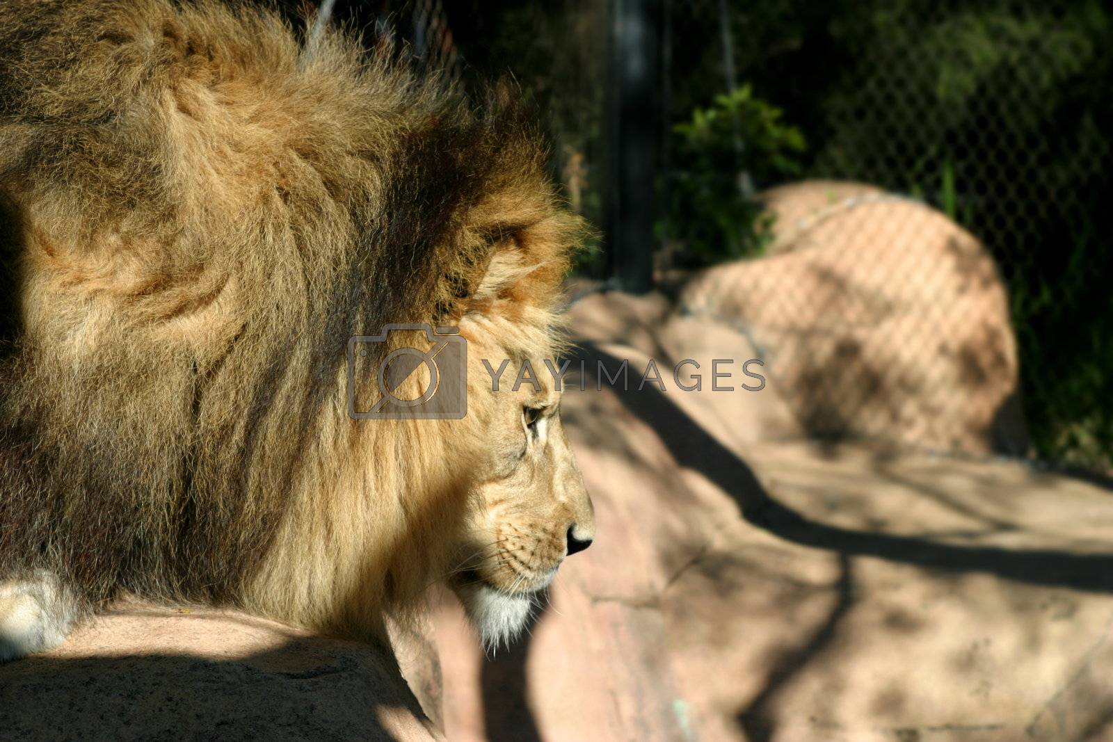 Royalty free image of African Lion (4730) by hlehnerer