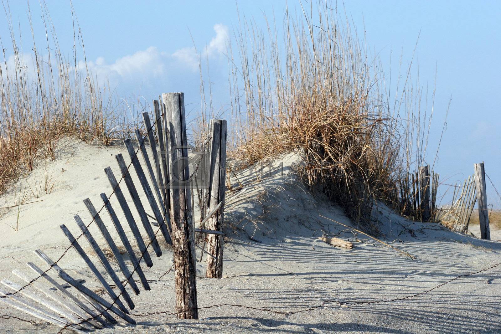 Royalty free image of Fence in Dunes by dbvirago