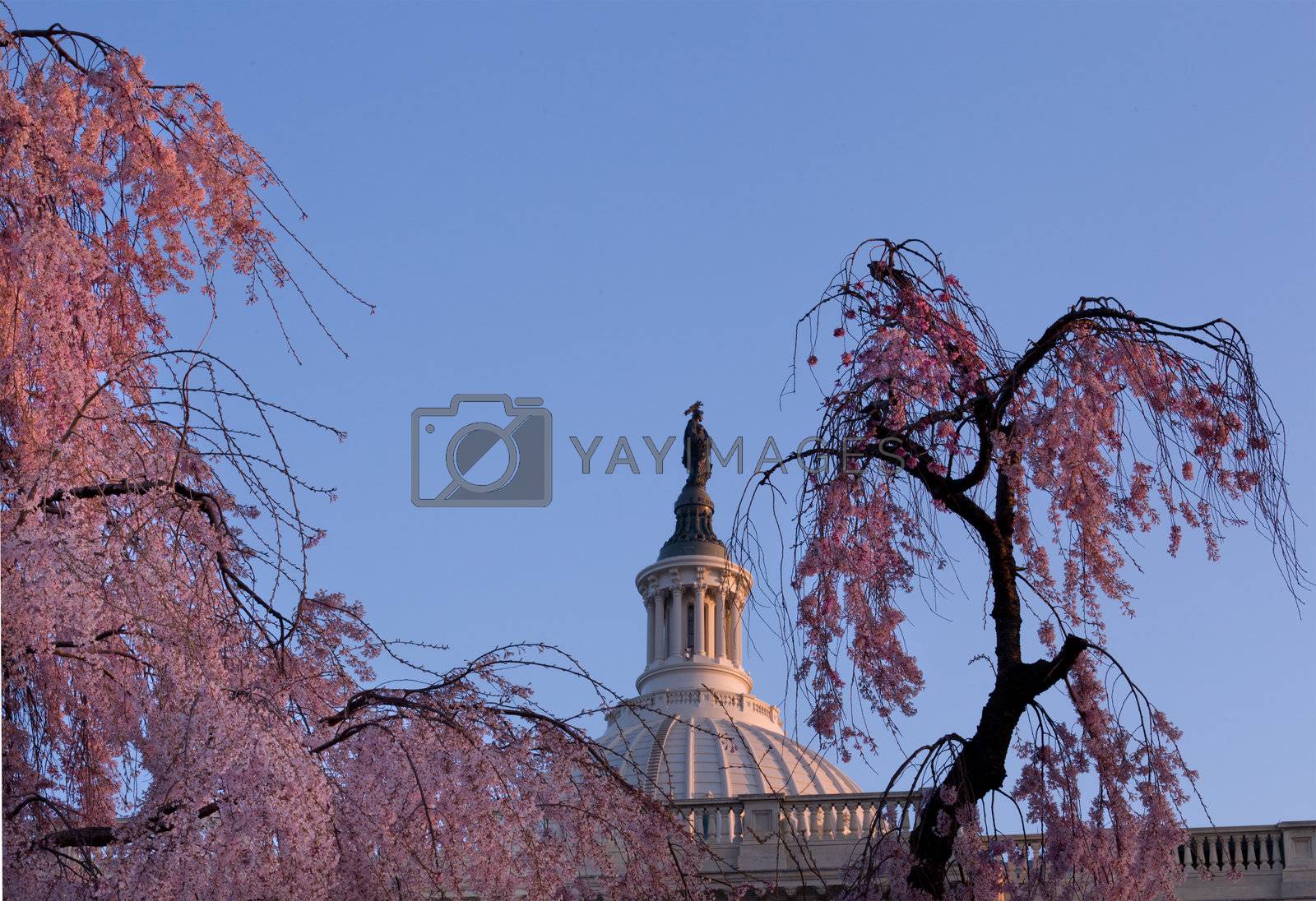 Royalty free image of Sunrise behind the dome of the Capitol in DC by steheap