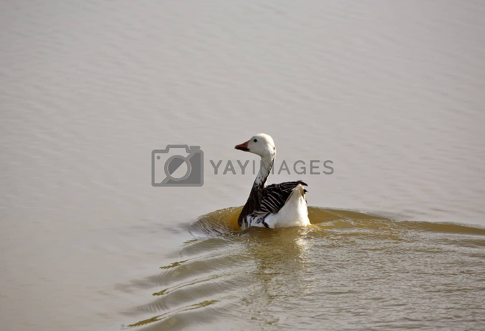 Royalty free image of Lone Snow Goose in a Saskatchewan pond by pictureguy