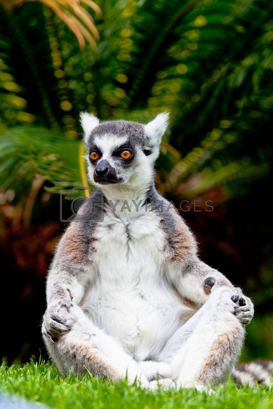 Royalty free image of Lemur of ring-shaped tail ,Lemur catta by viledevil
