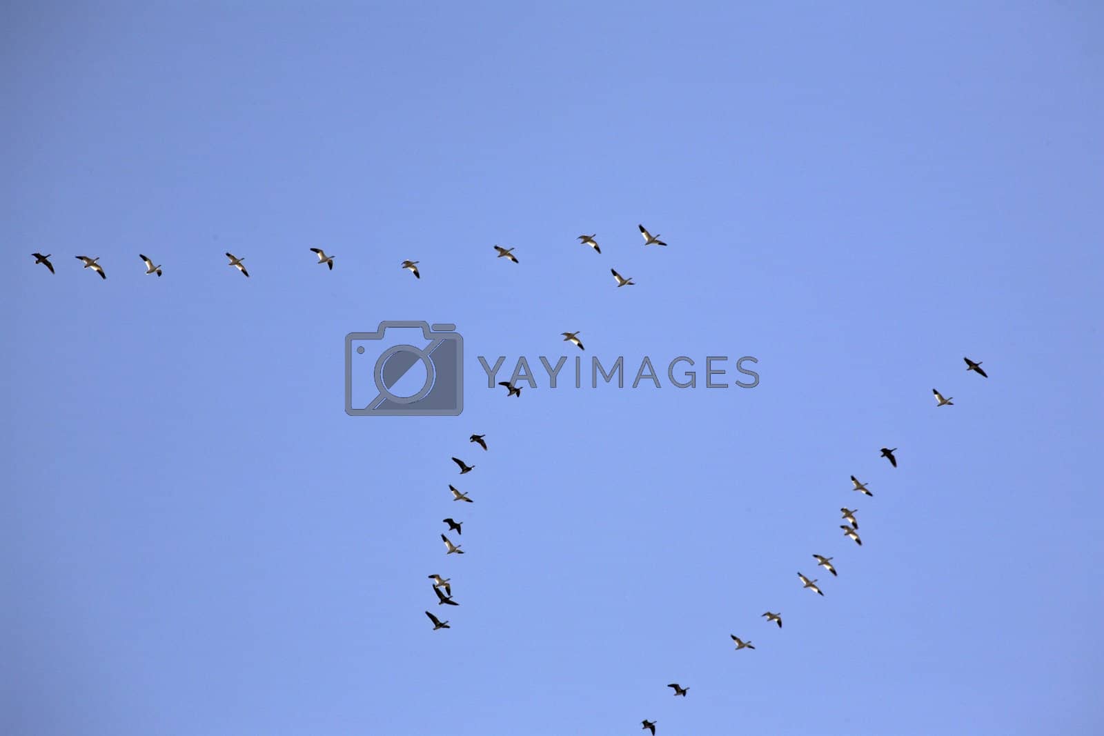 Royalty free image of Snow Geese in flight by pictureguy