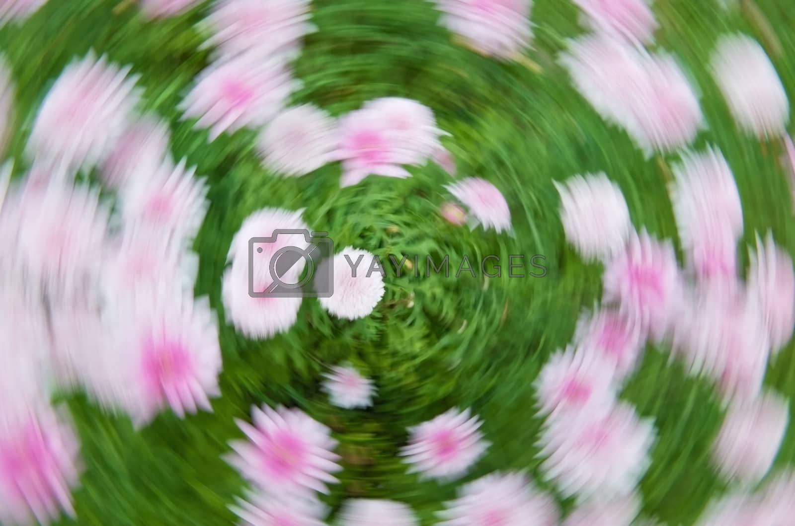 Royalty free image of Flower vortex by akarelias