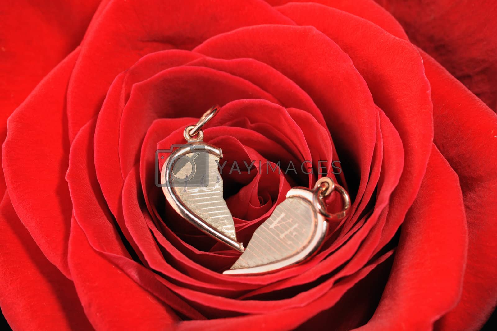 Royalty free image of broken gold heart in a red rose by galdzer