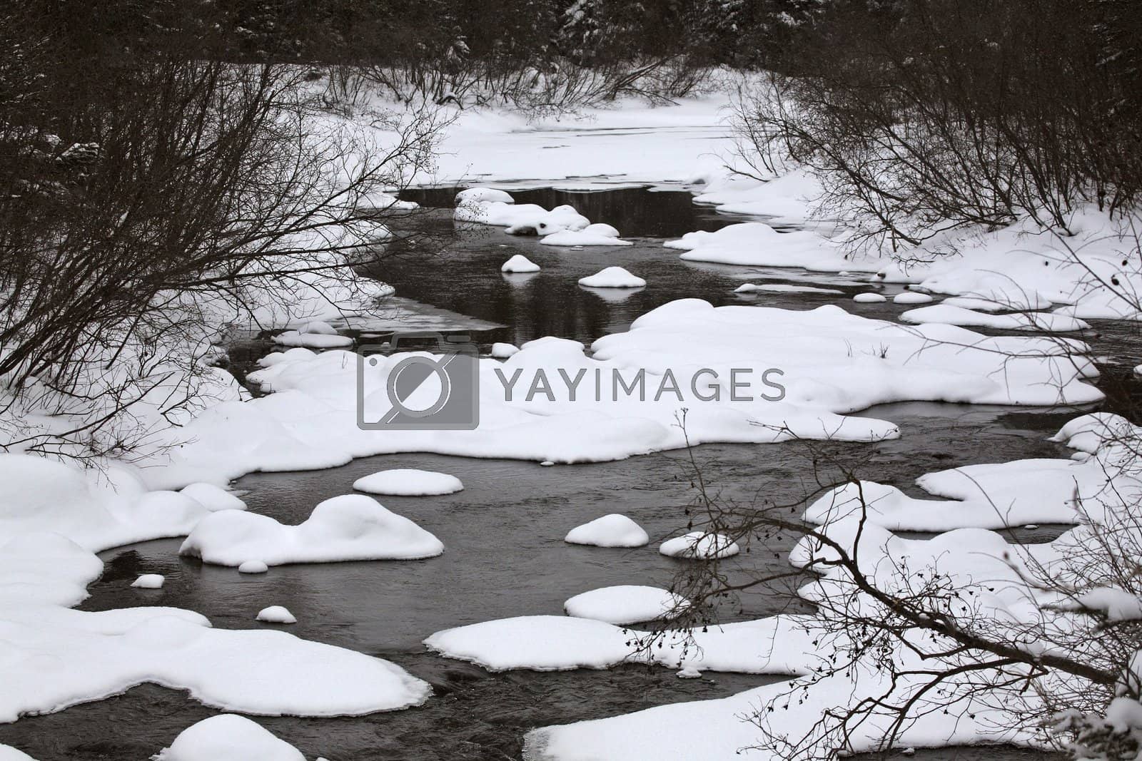 Royalty free image of Woody River in winter by pictureguy