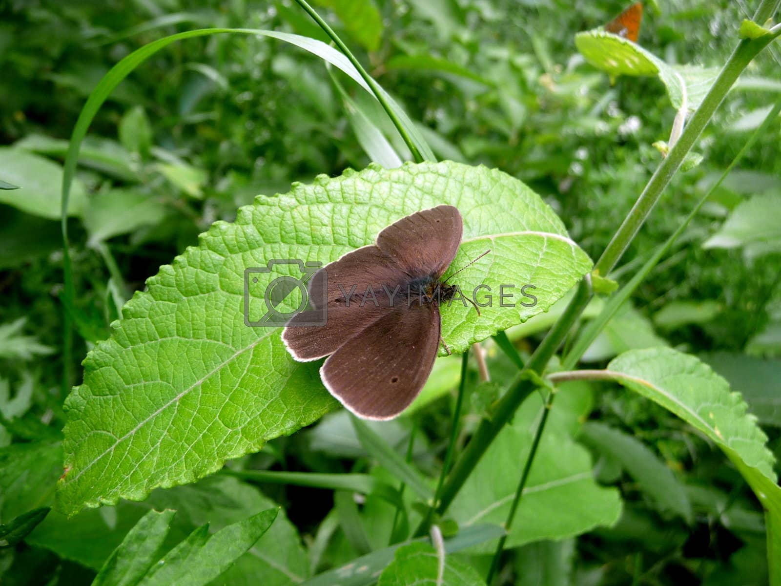 Royalty free image of Small brown butterfly by tomatto