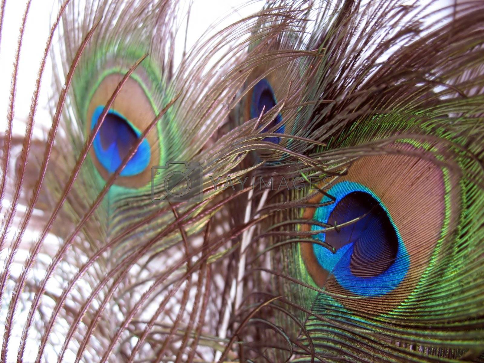 Royalty free image of peacock feathers by graficallyminded
