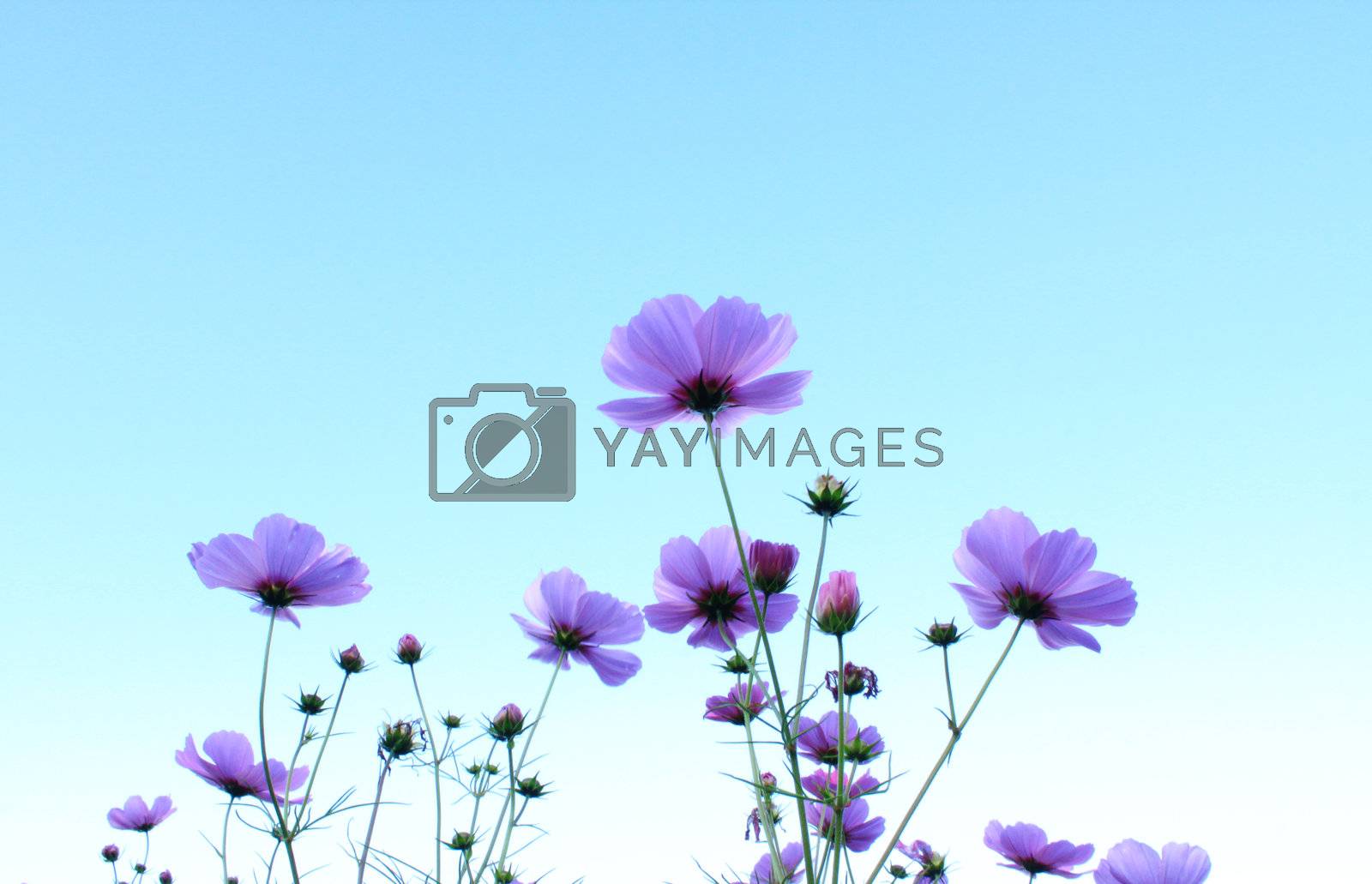 Royalty free image of Pink flower with blue sky by nuchylee