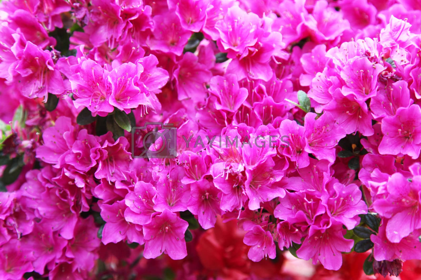 Royalty free image of Red and pink rhododendron by Farina6000