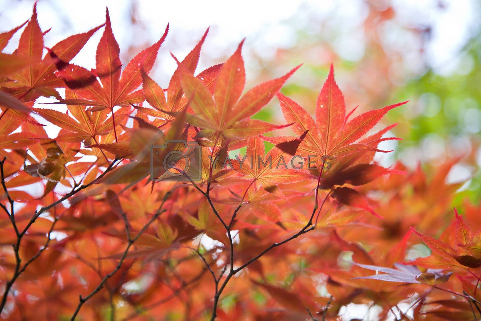 Royalty free image of Autumnal, Red leaves of mable by Suriyaphoto