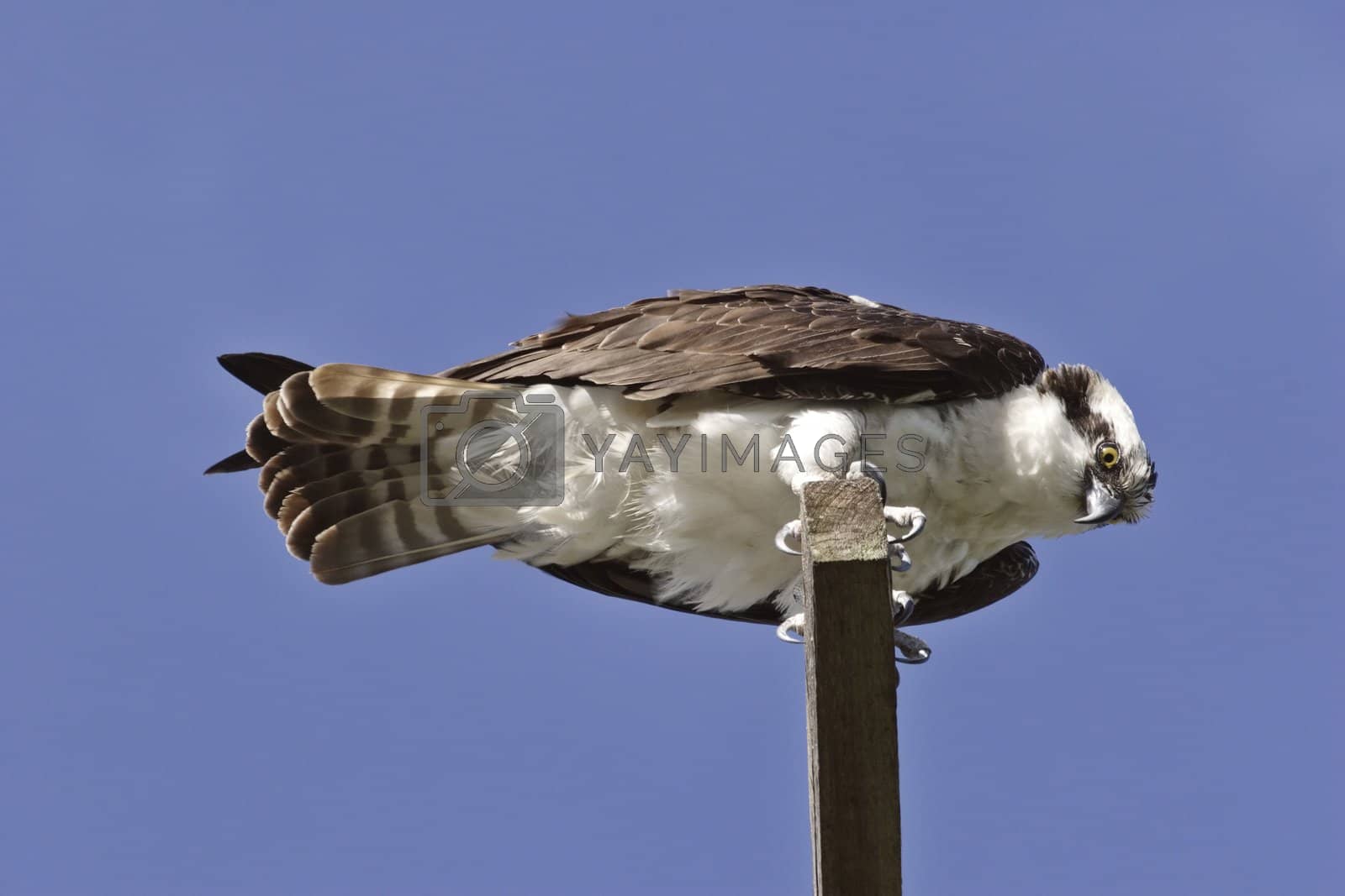 Royalty free image of Osprey perched on roadside post by pictureguy