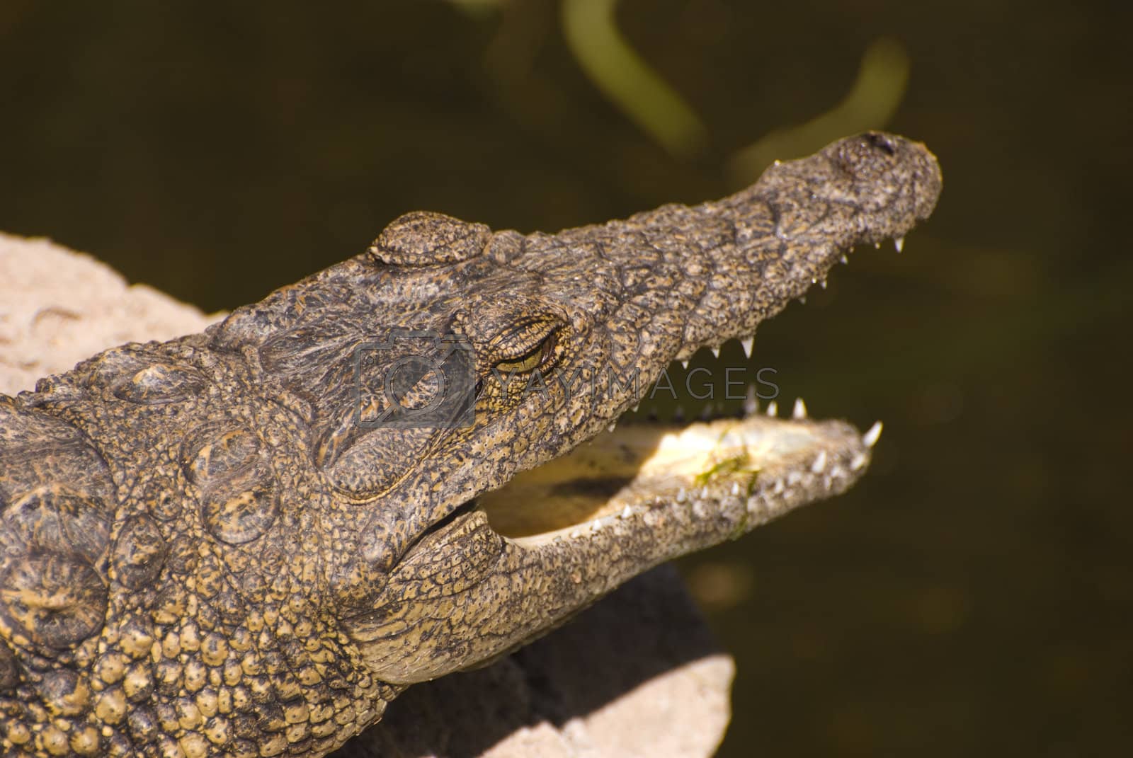 Royalty free image of Head of an Alligator (Alligator Mississippiensis) by huijzer