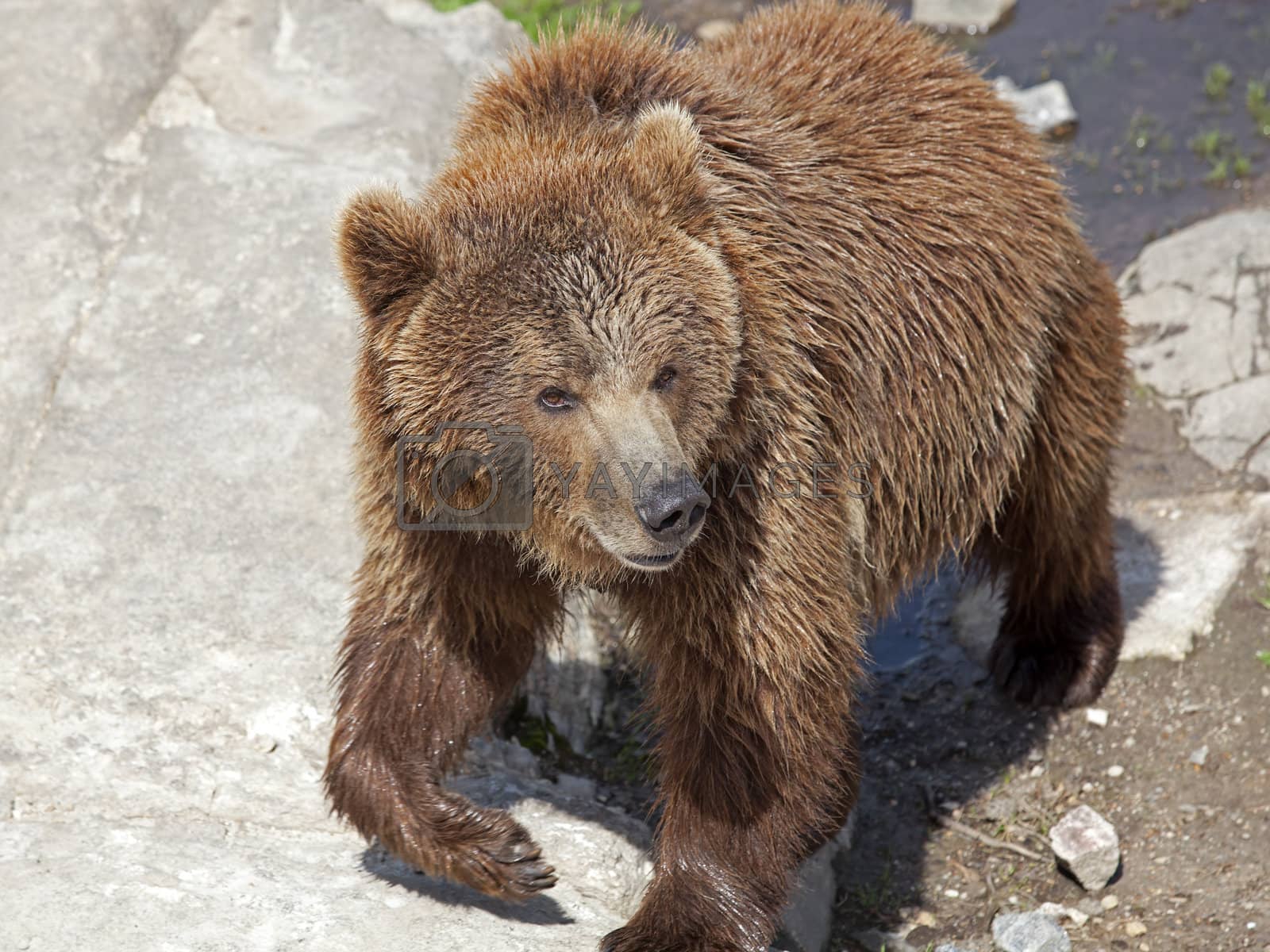 Royalty free image of Brown bear by kjorgen