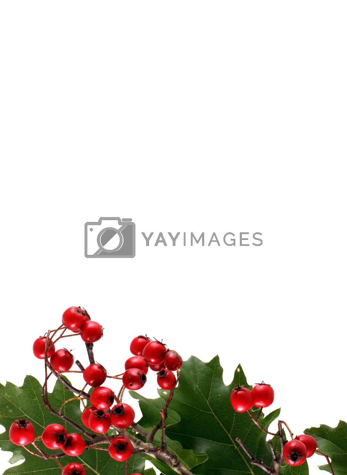 Royalty free image of Christmas background by nenov