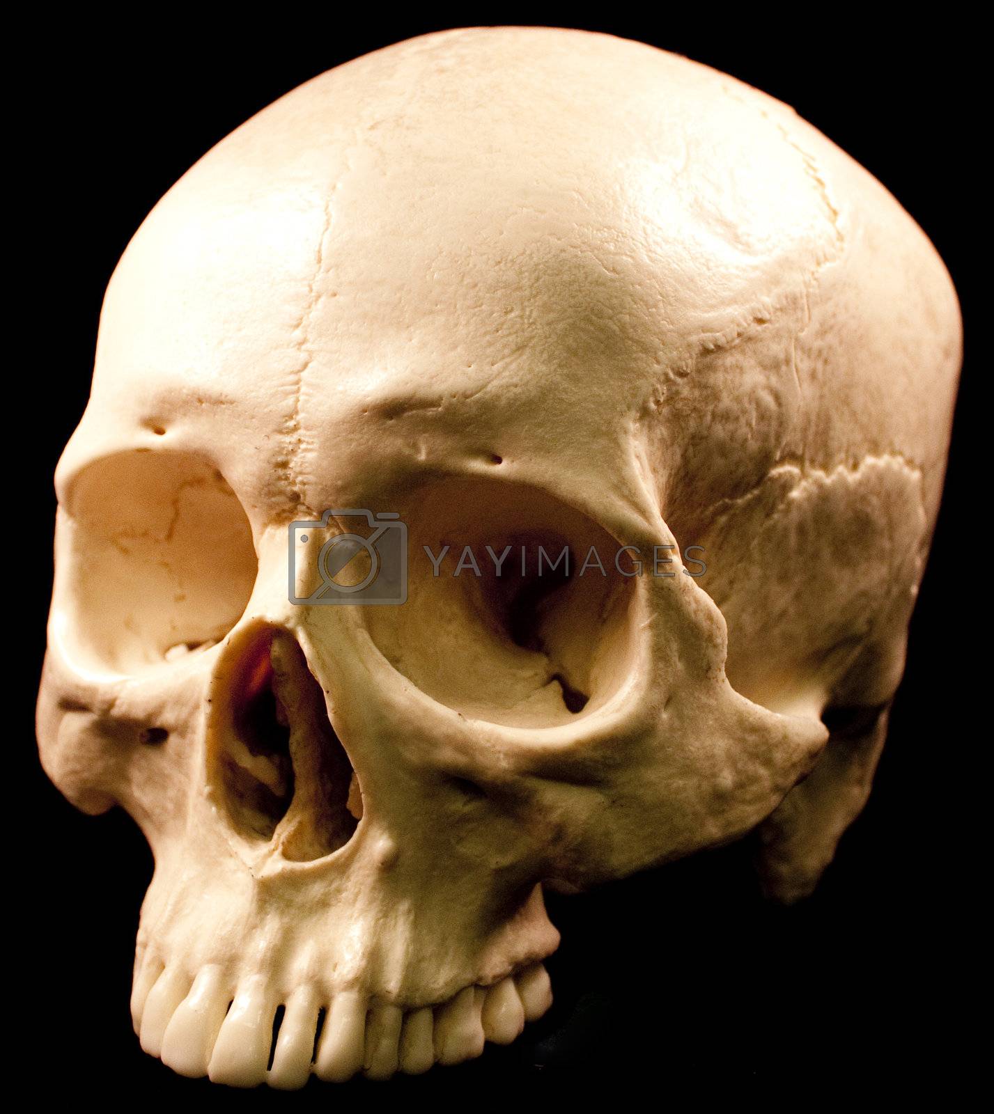 Royalty free image of Human skull - bone head dead teeth spooky scary pirate isolated  by jeremywhat
