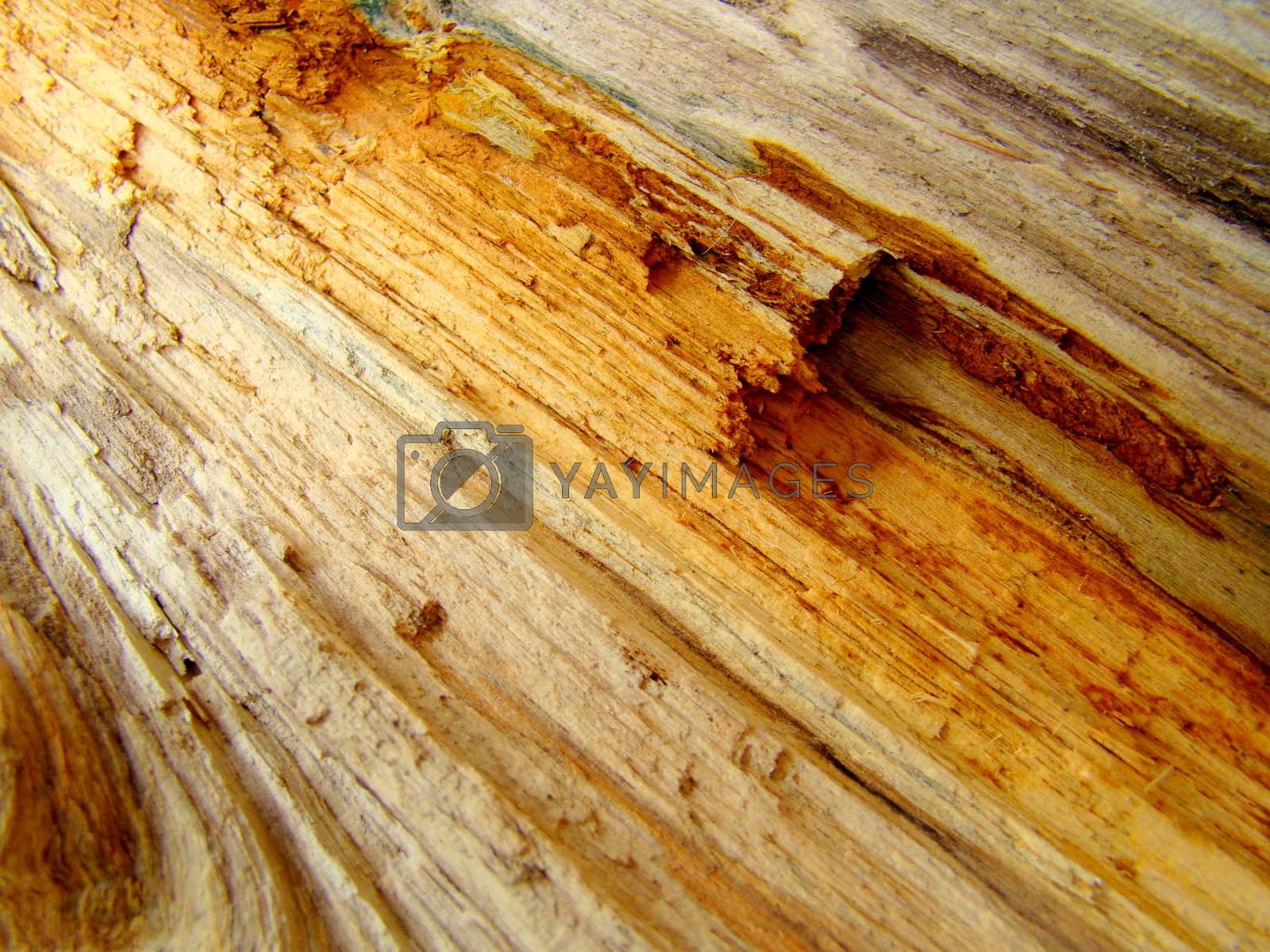 Royalty free image of wood by elvira334