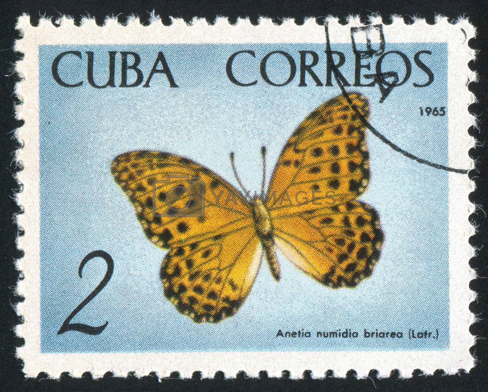 Royalty free image of poststamp butterfly by rook
