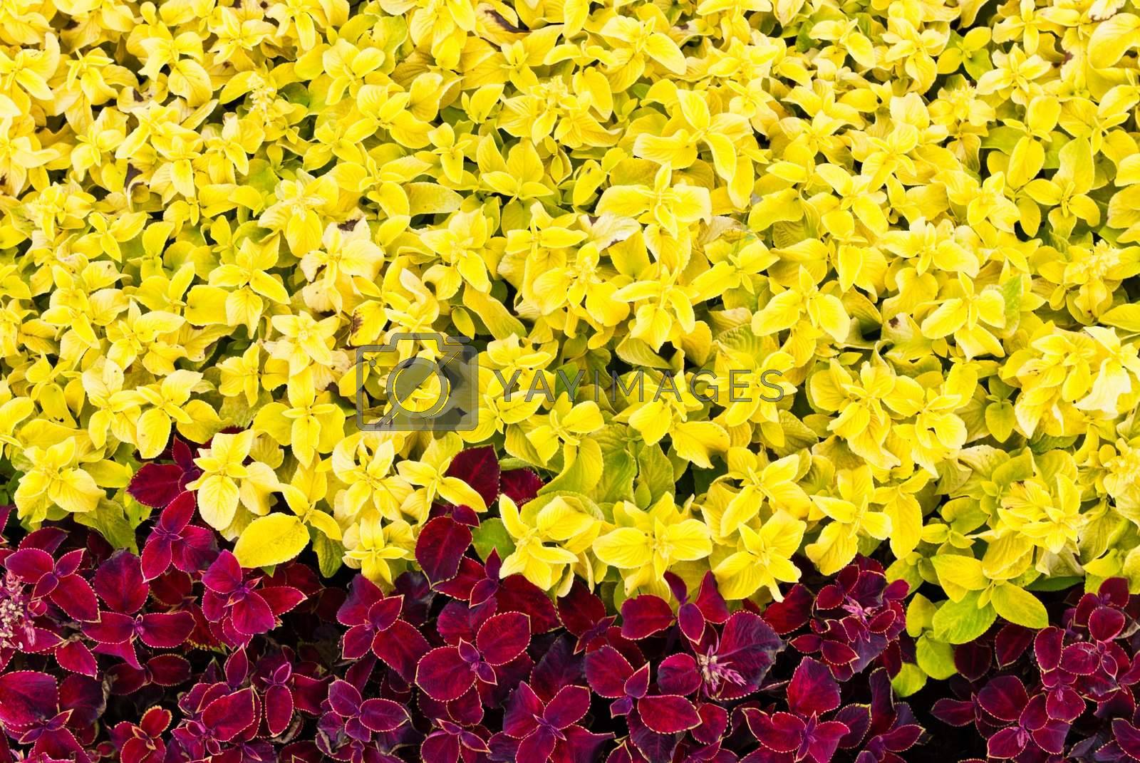 Royalty free image of Pink and yellow garden flower
 by sasilsolutions