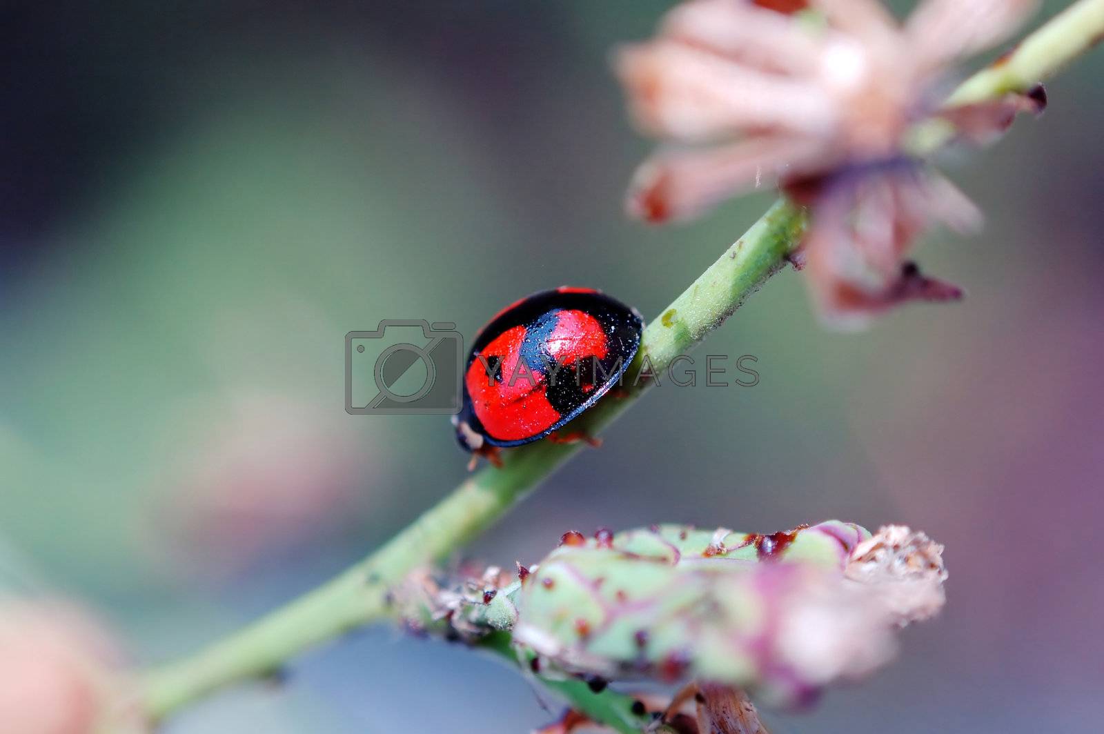 Royalty free image of Ladybird walking on stem of compositae plant by tito