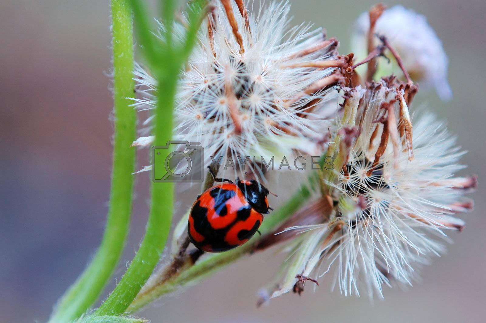 Royalty free image of Ladybird and seeds by tito