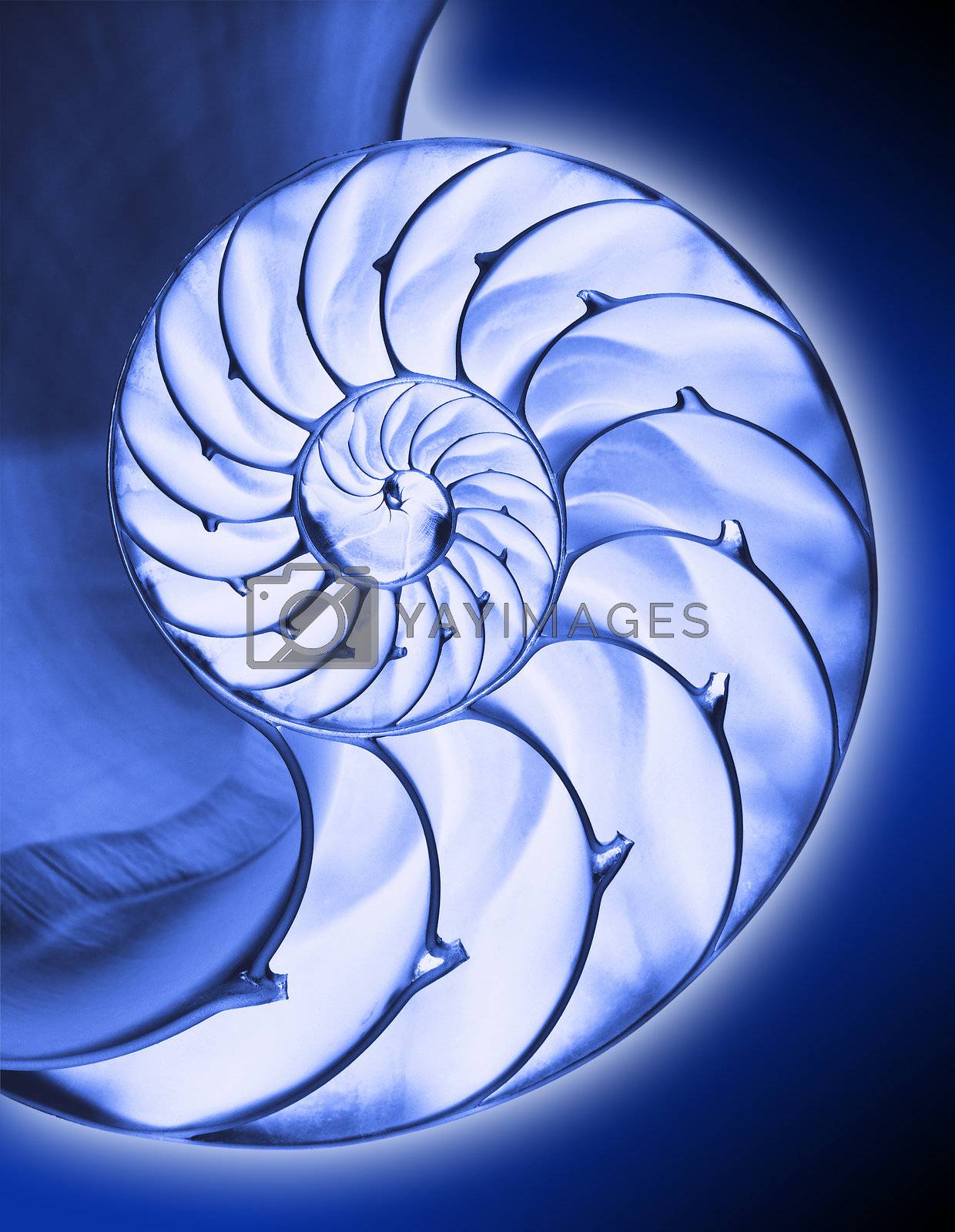 Royalty free image of Nautilus shell by f/2sumicron