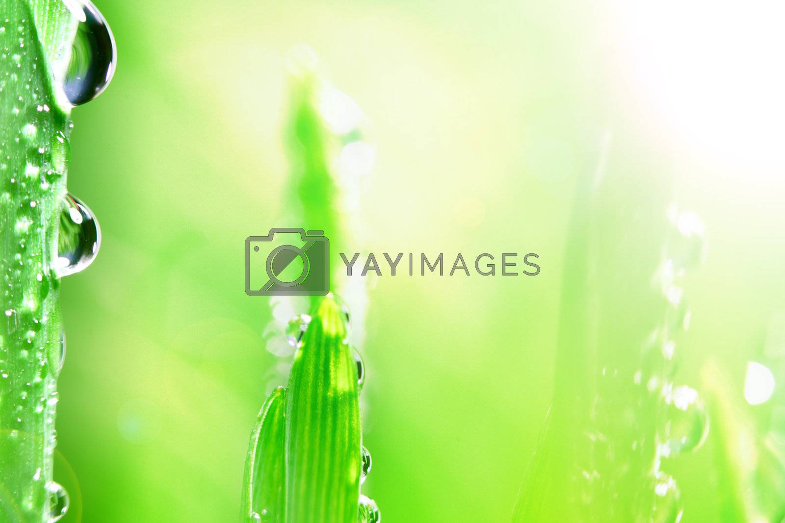 Royalty free image of shine water drop by Yellowj