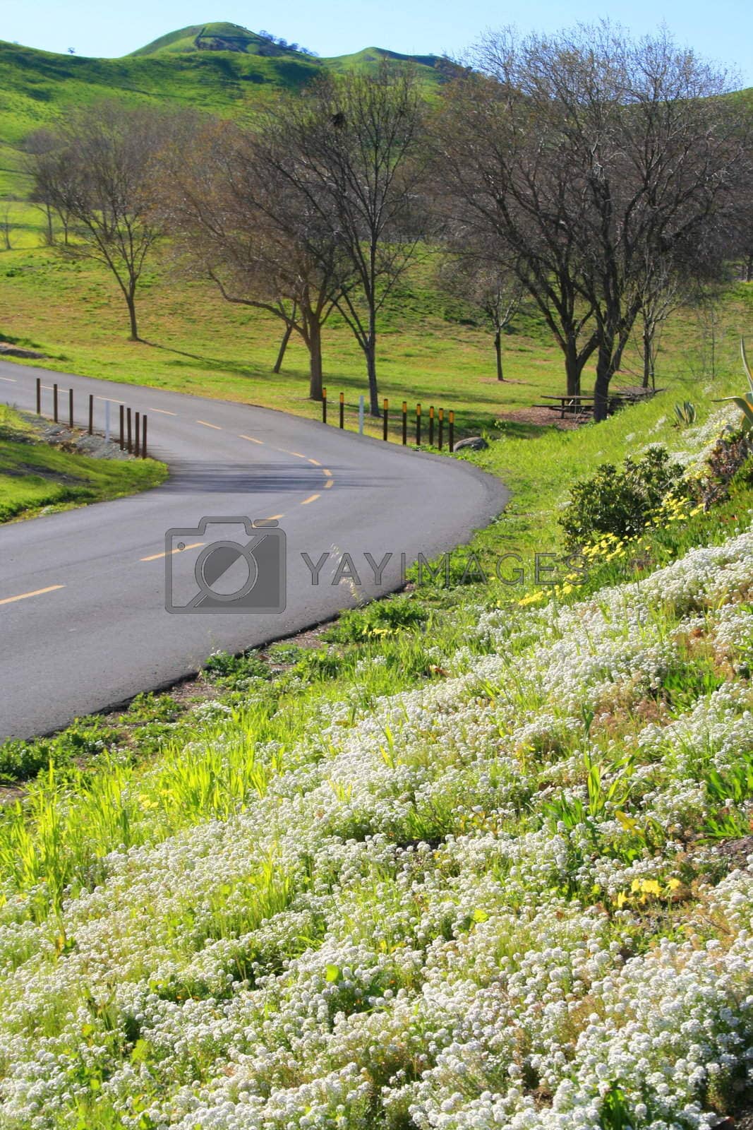Royalty free image of Scenic Road In Park by MichaelFelix