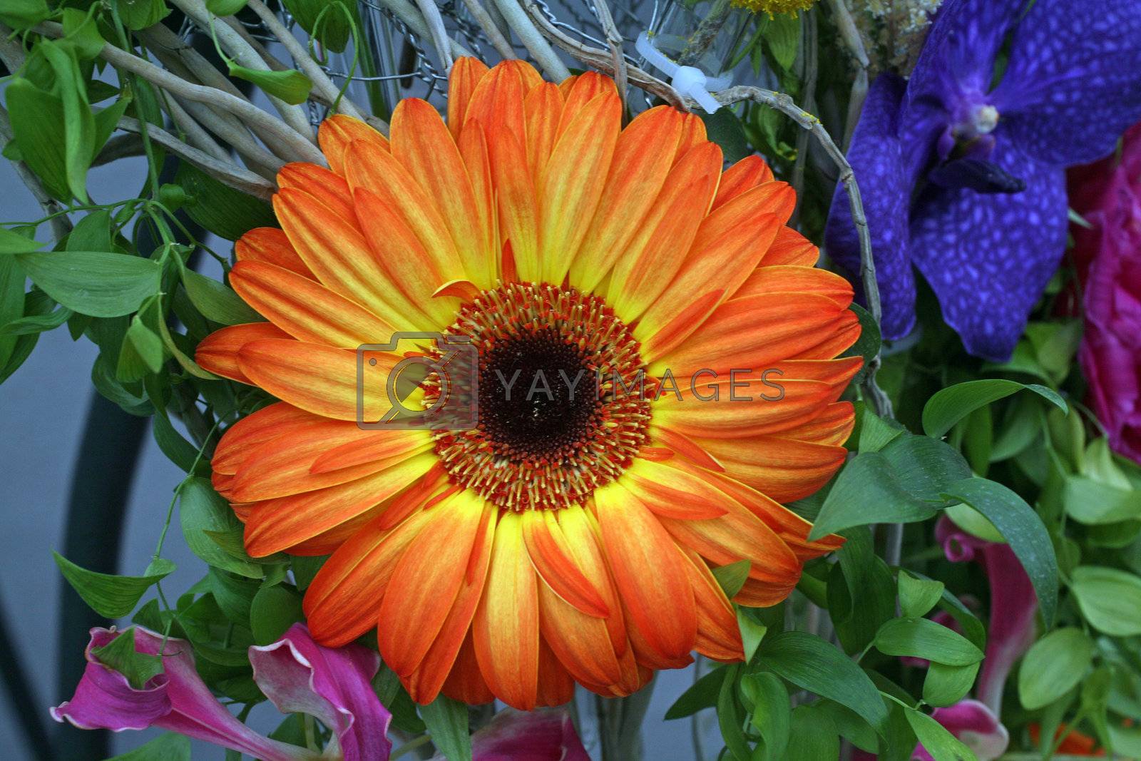 Royalty free image of Gerber flower by atlas