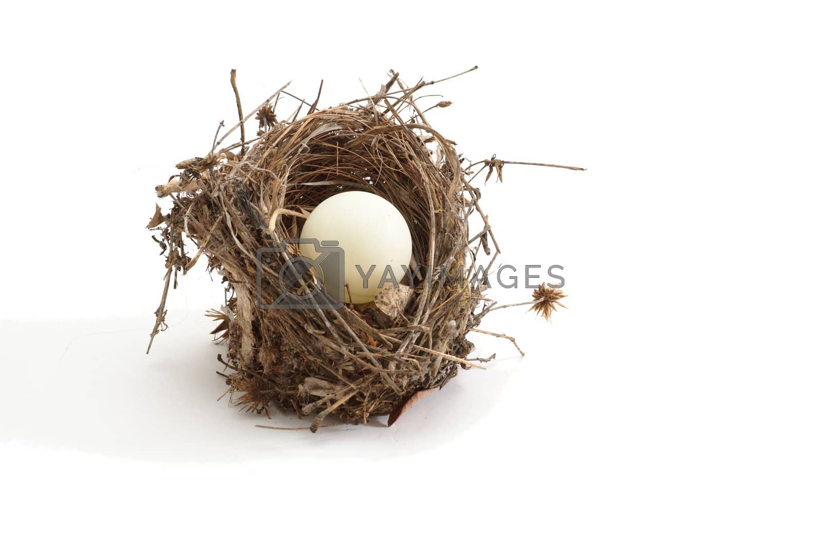 Royalty free image of Small bird nest with ping-pong ball instead of egg isolated by slavapolo