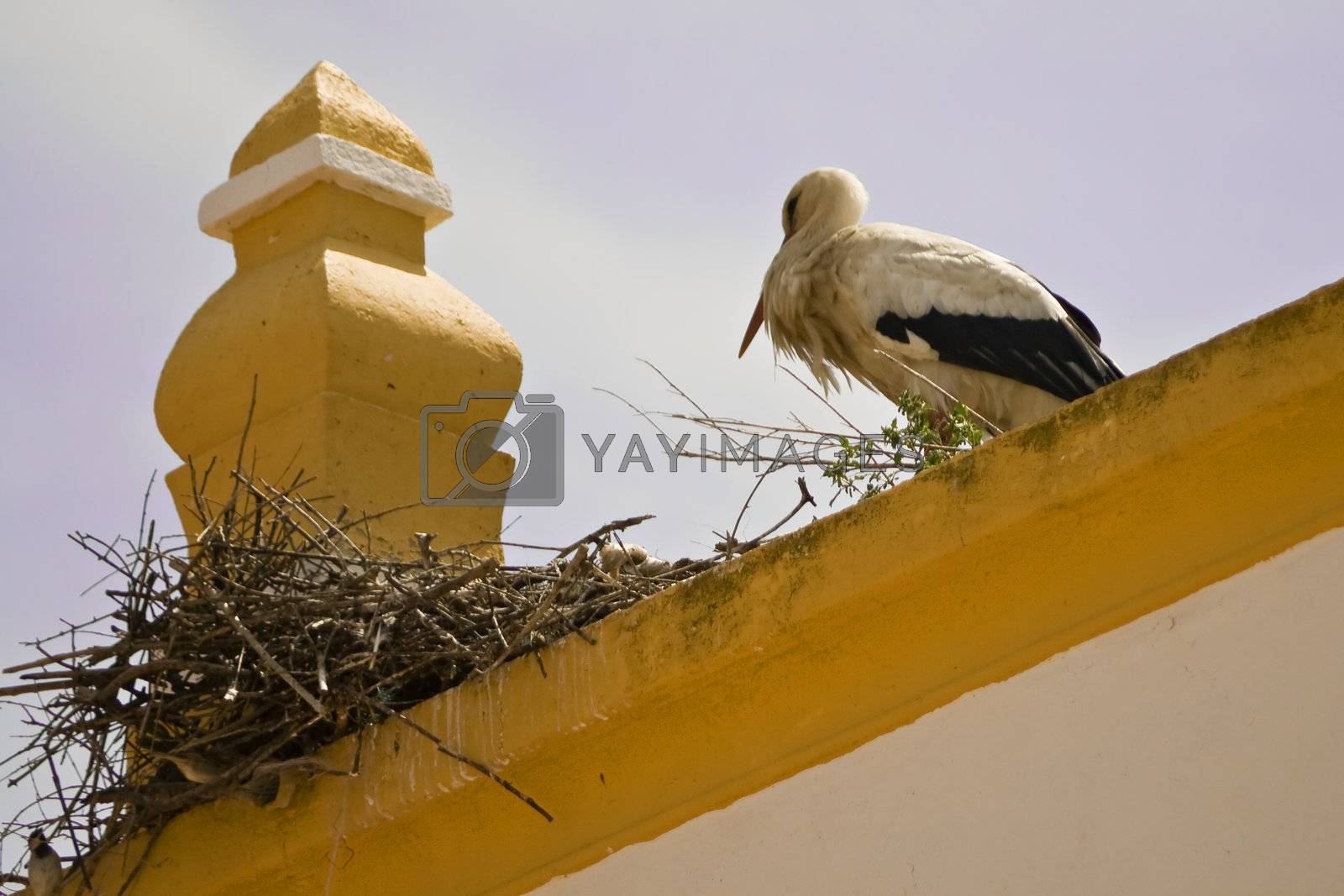 Royalty free image of Stork in top of roof by PauloResende