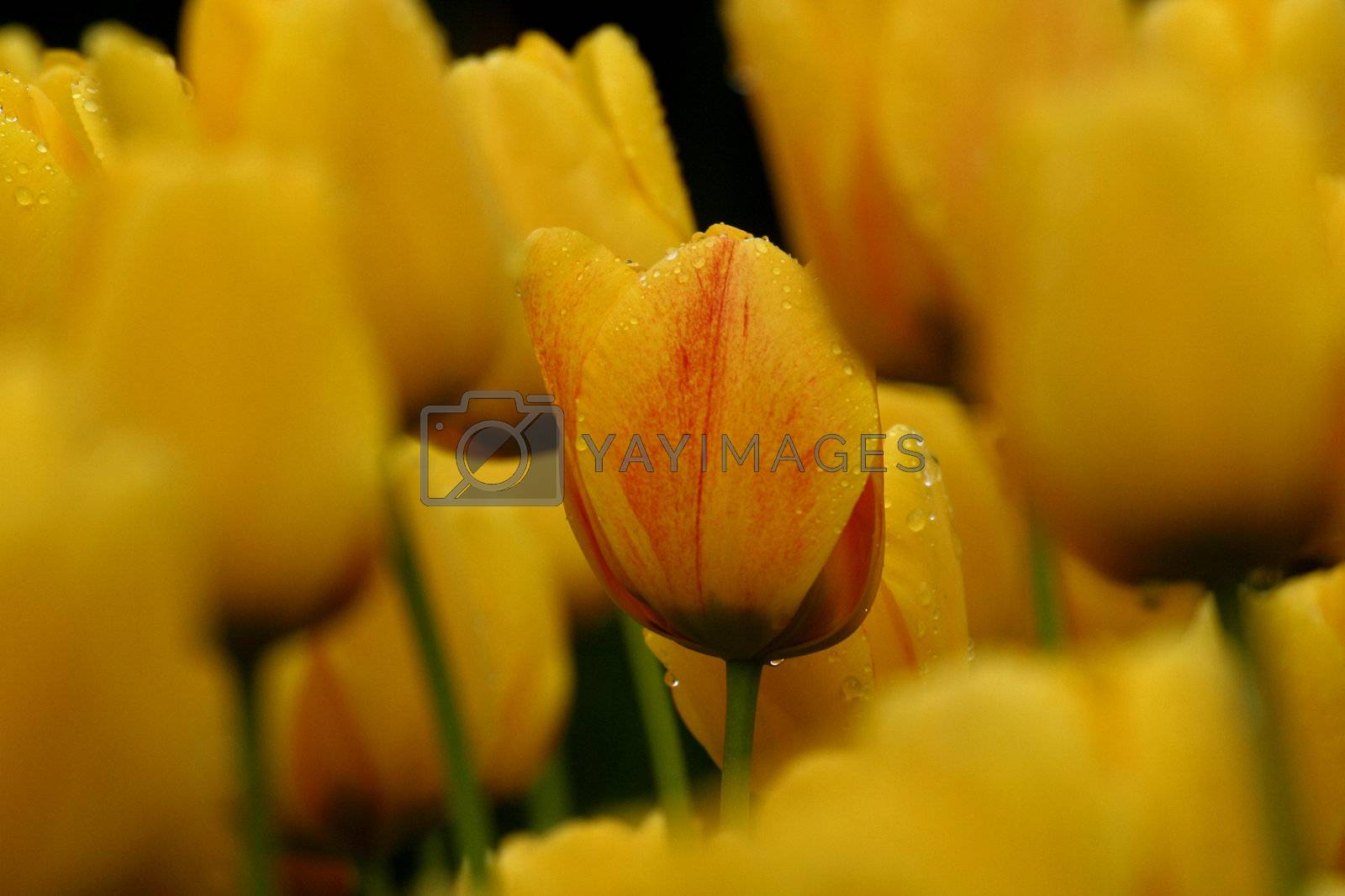 Royalty free image of Tulips in full bloom by atlas
