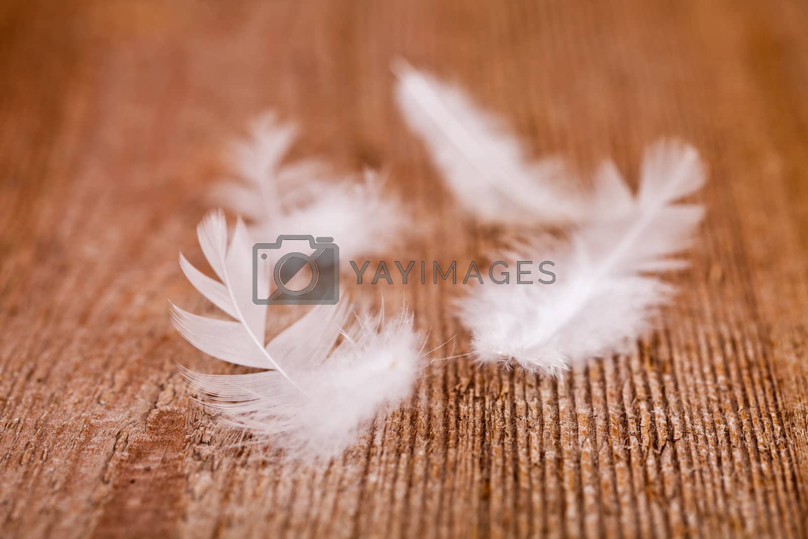 Royalty free image of white downy feathers  by marylooo