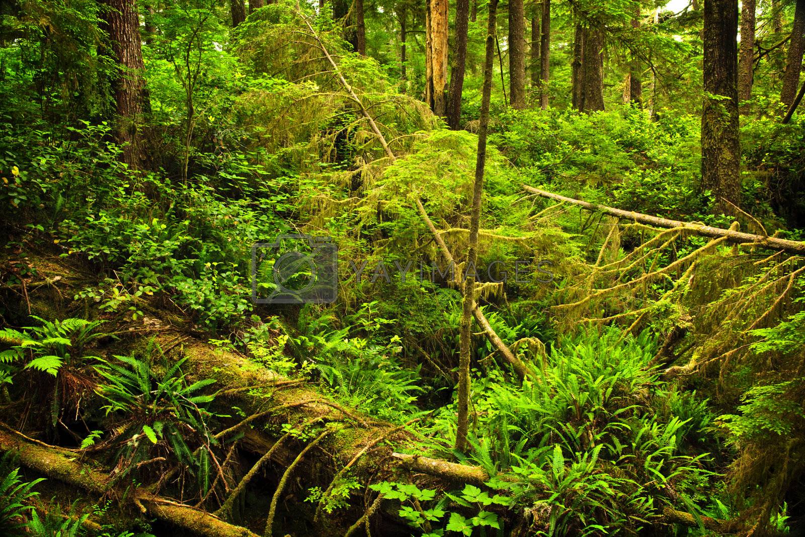 Royalty free image of Lush temperate rainforest by elenathewise