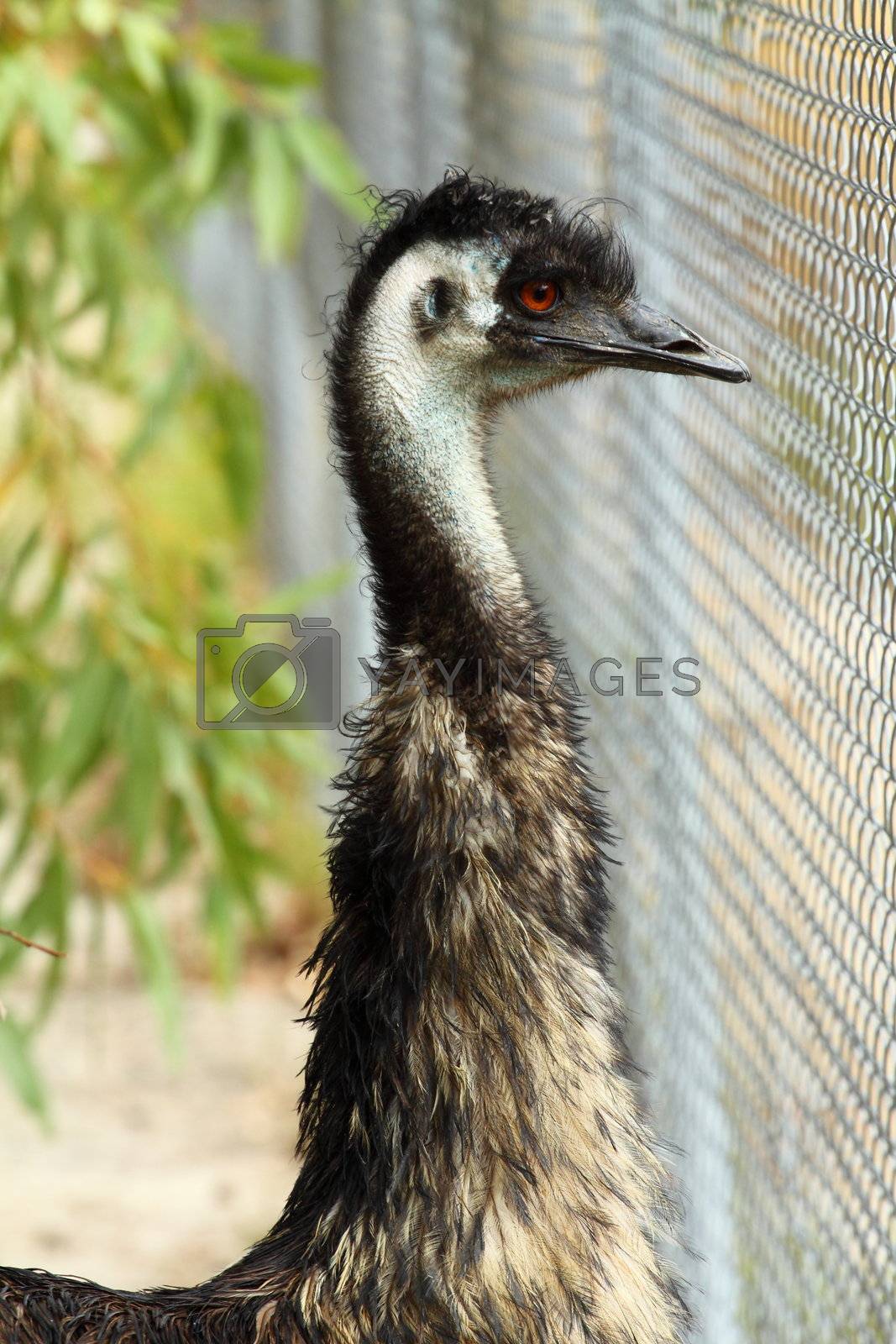 Royalty free image of Portrait of an Emu in Australia by mariusz_prusaczyk