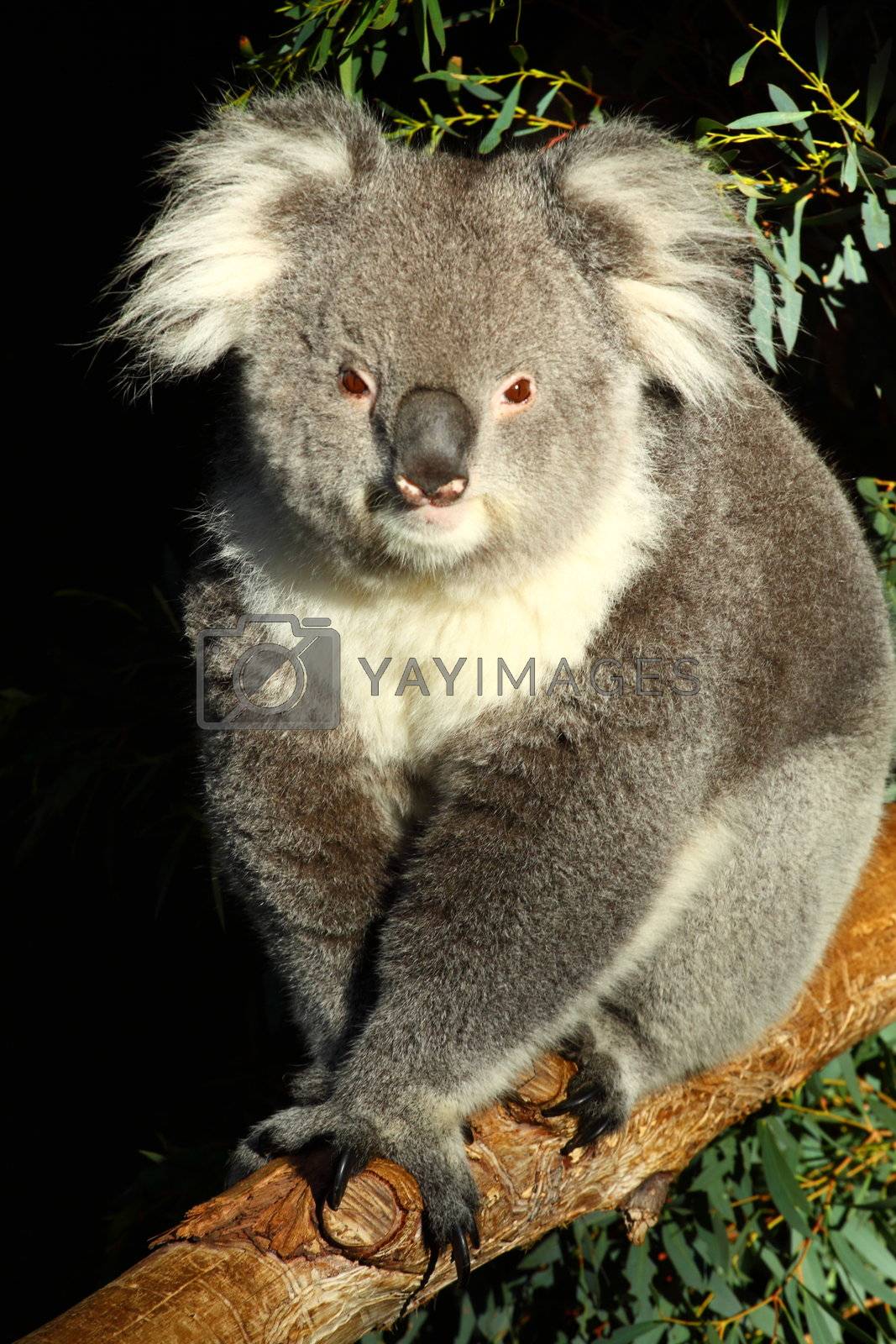 Royalty free image of Koala in Australia by mariusz_prusaczyk