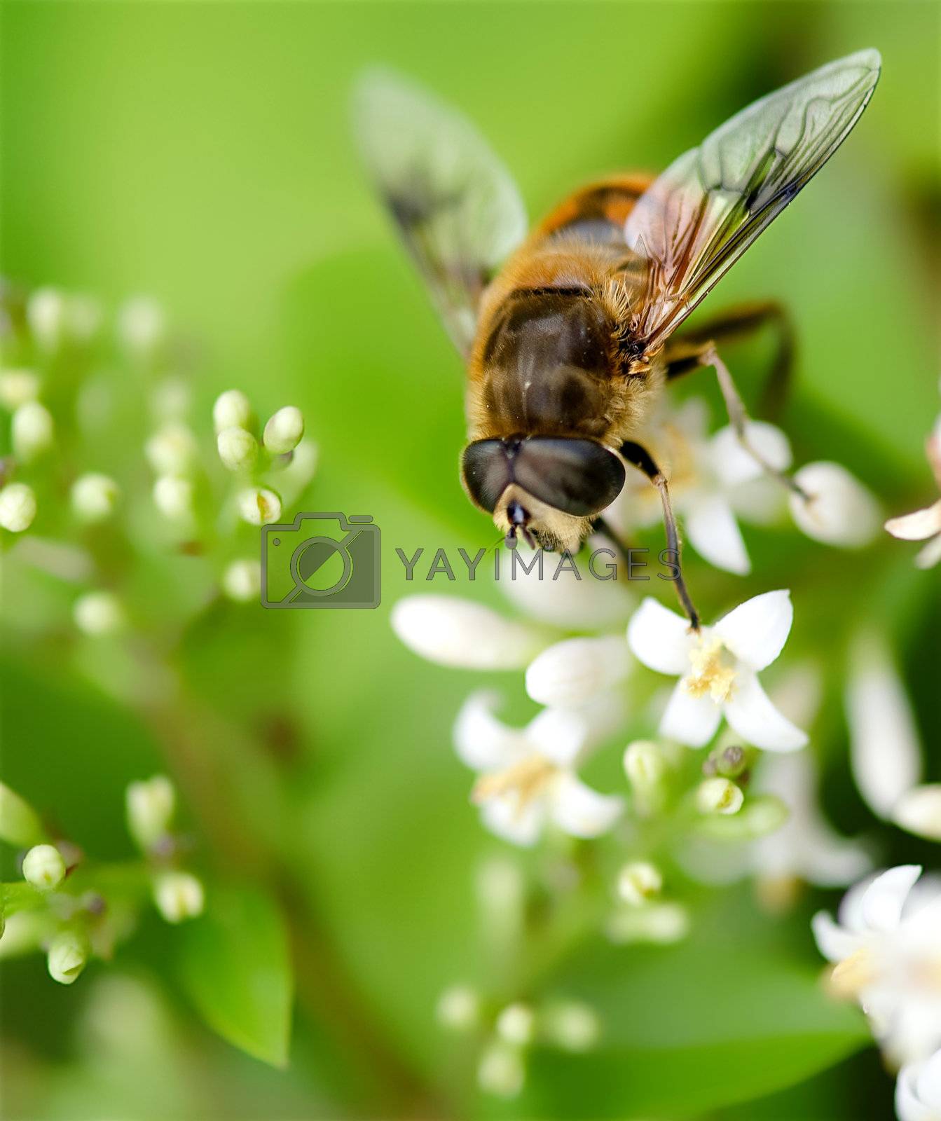 Royalty free image of bee and flower by jackq