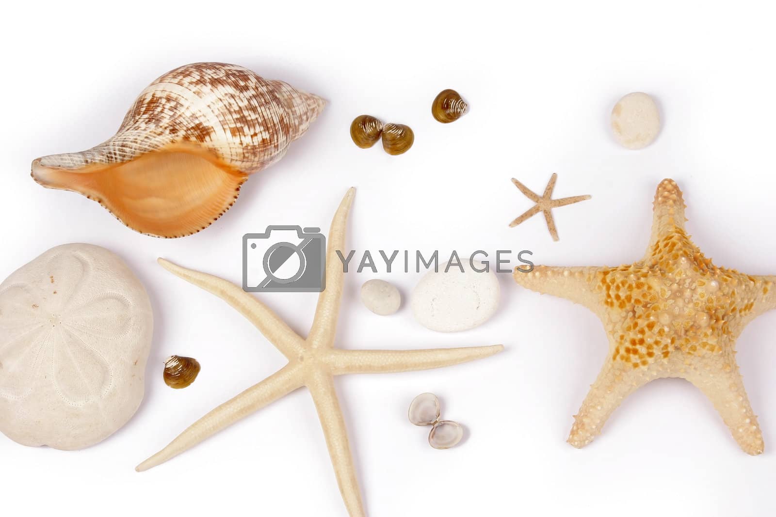 Royalty free image of Sea shell and star fish by PixAchi