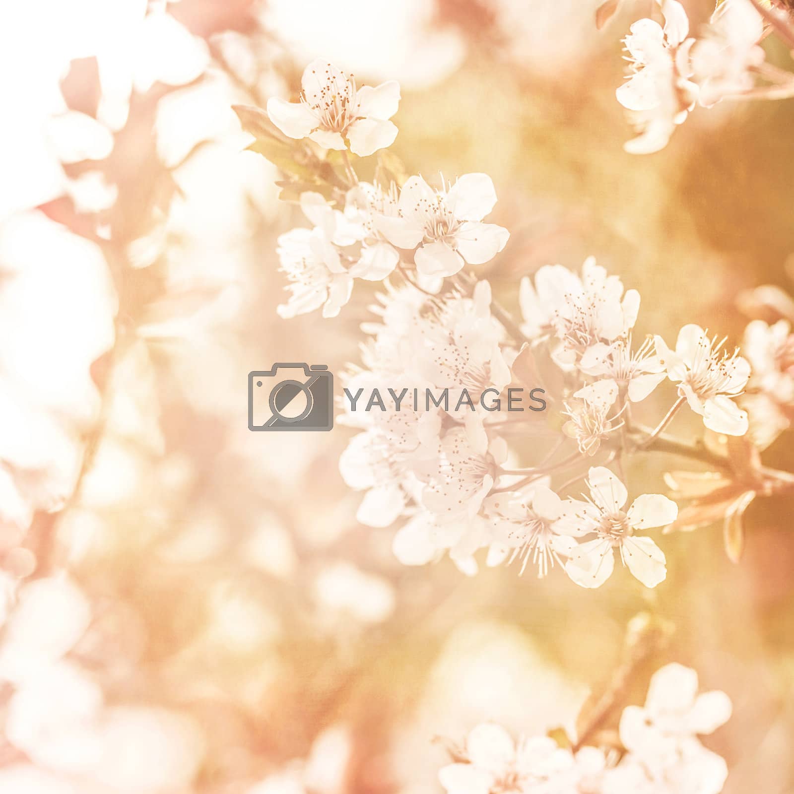 Royalty free image of Apple tree blossom by Anna_Omelchenko