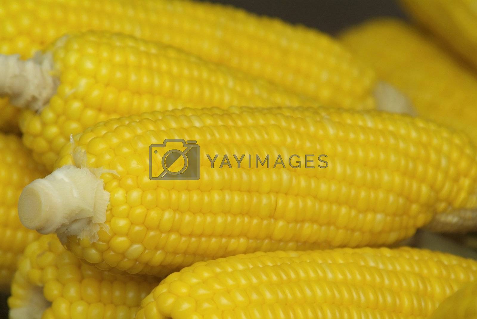 Royalty free image of Corn on the cob by epixx