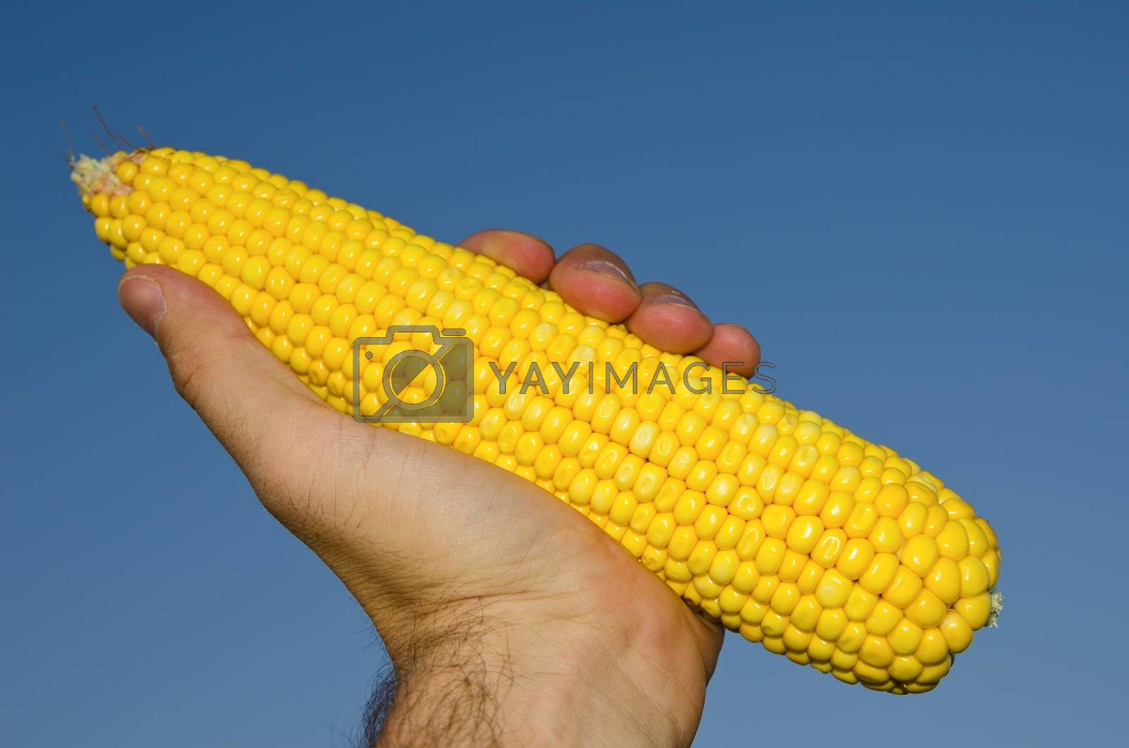 Royalty free image of fresh golden maize in hand by mycola