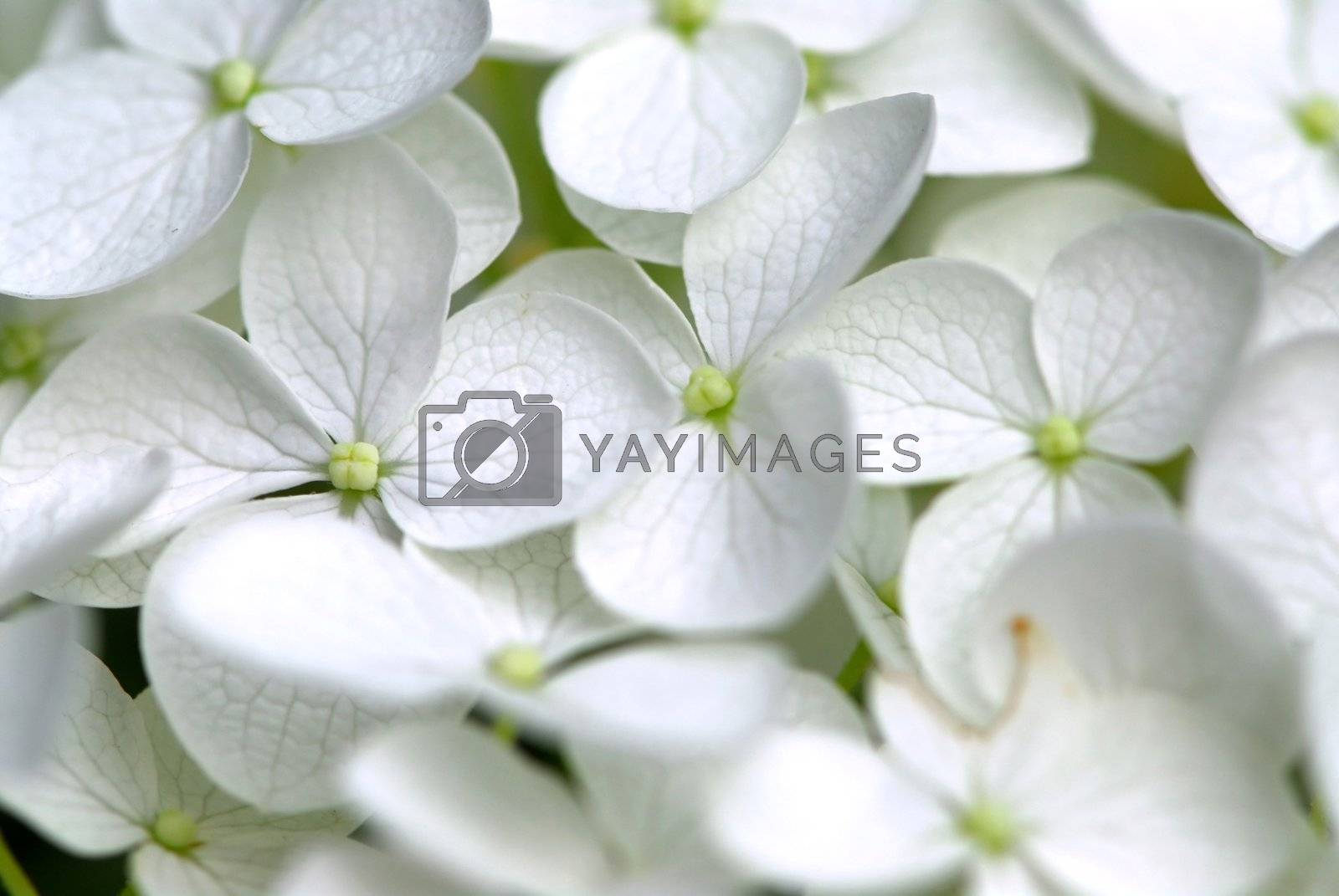 Royalty free image of White flower macro by elenathewise