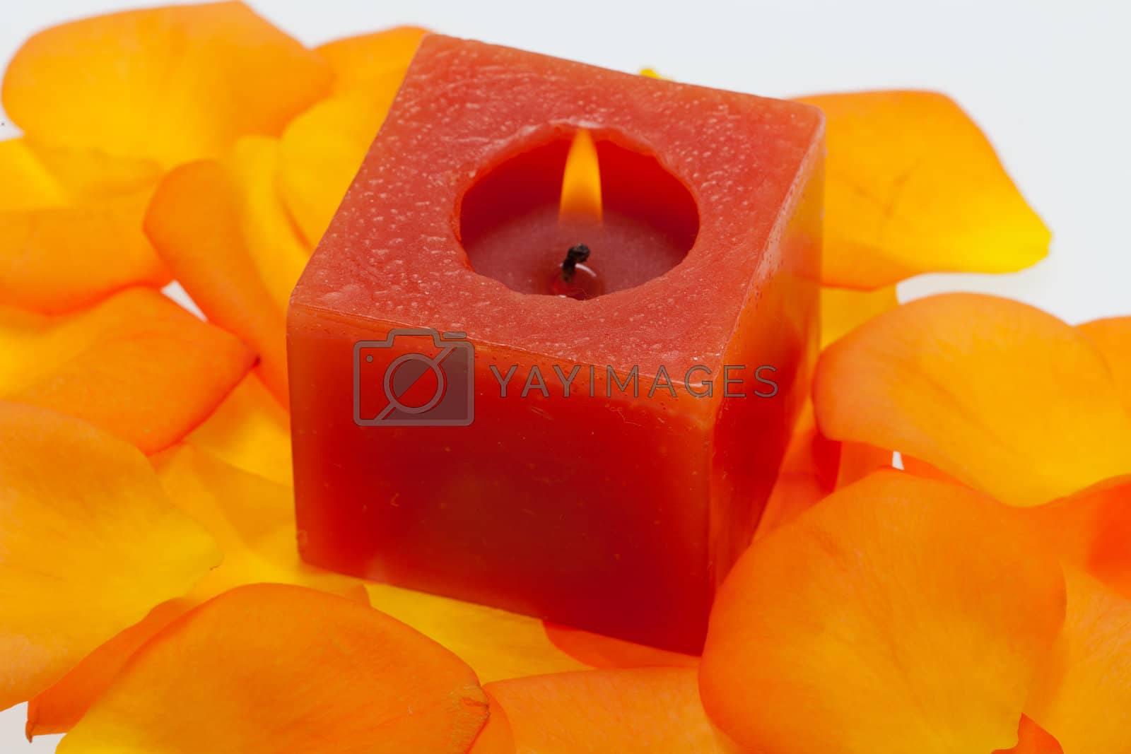Royalty free image of Spilt petals {flakes} of the orange-rose around the aromatic candle by wjarek